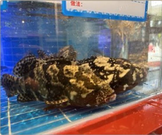 潮汕食府菜单菜品：龙虎斑（活）/克 Live Hybrid Grouper (per gram)