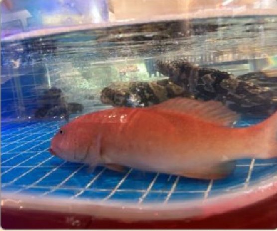 潮汕食府菜单菜品：野生东星斑（活）/克 Live Wild Coral Trout (per gram)