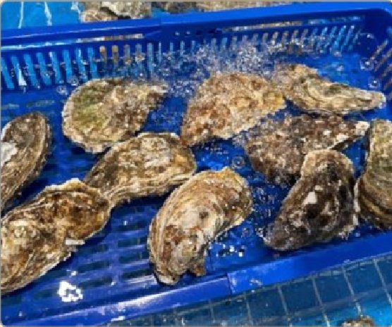 潮汕食府菜单菜品：美国大生蚝（活） Live Large American Oyster