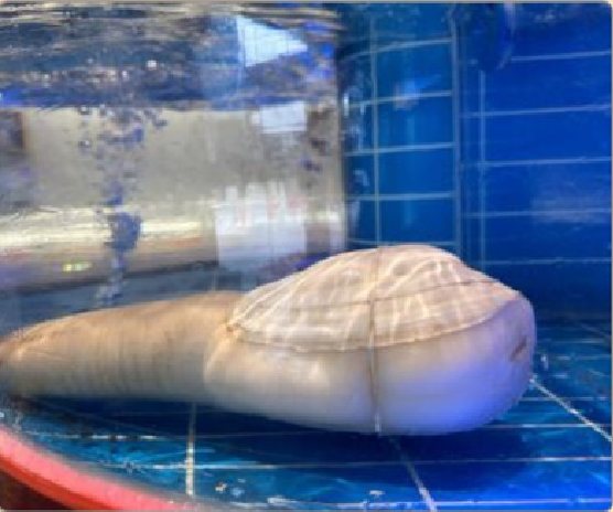 潮汕食府菜单菜品：特级象拔蚌（活）/克 Live Premium Geoduck (per gram)